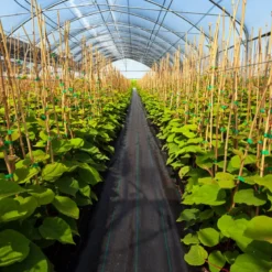 Unkrautvlies 50m² Gartenvlies gegen Unkraut Unkrautfolie PP Schwarz 50 x 1m-60 g/m²